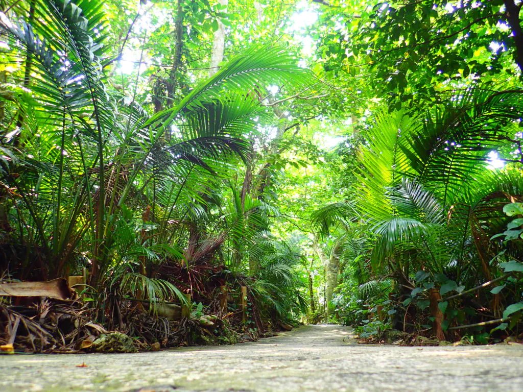 🌴 요네하라 야에야마야시 군락 이미지 1